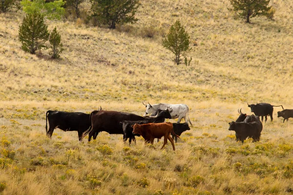 科罗拉多草原上的牛群 — 图库照片
