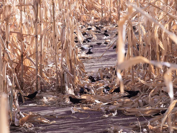 Corvi Che Mangiano Nel Campo Mais Autunno — Foto Stock