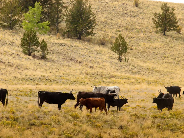 Cattle Open Range Colorado — Stock Photo, Image