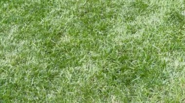 Yeşil çimlerin yakınına yaz aylarında yeni kesilmiş ve yeniden ekilmiş..