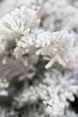 Floklu Noel ağacı çok renkli.