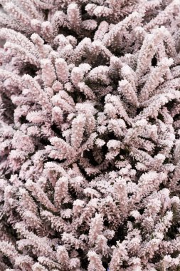 Floklu Noel ağacı çok renkli.