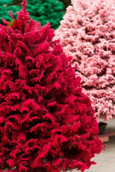 Flocked Christmas Tree Multi Colors — Stock Photo, Image