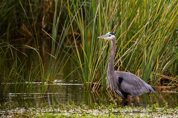 Blaureiher Natürlichem Lebensraum Auf Der Südpadre Insel — Stockfoto