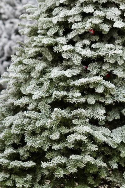 Multi Színek Sereglettek Karácsonyfa — Stock Fotó