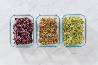 Altıncı gün. Düz yatıyordu. Taze toplanmış organik filizleri kağıt havlularla kaplı cam bir kabın içine koymak..