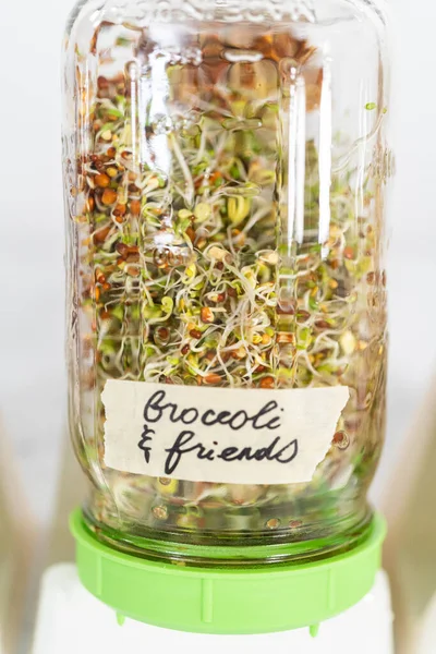 Day 5. Growing organic sprouts in a mason jar with sprouting lid on the kitchen counter.