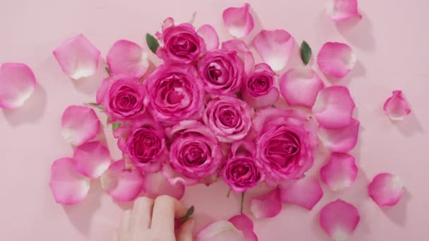 Acostado Rosas Rosadas Pétalos Rosa Sobre Fondo Rosa — Vídeos de Stock