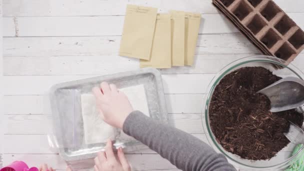 Flat Lay Little Girl Helping Plant Herb Seeds Small Containers — Stock Video