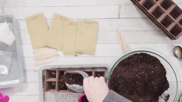 Deitado Menina Ajudando Plantar Sementes Ervas Pequenos Recipientes Para Projeto — Vídeo de Stock