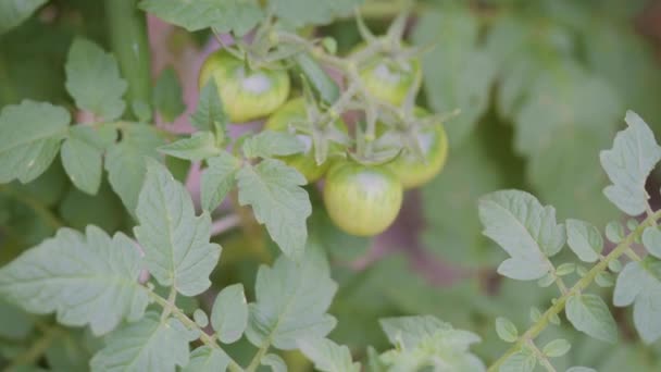 Planta Tomate Cherry Ecológico Con Tomates Verdes Rojos — Vídeo de stock