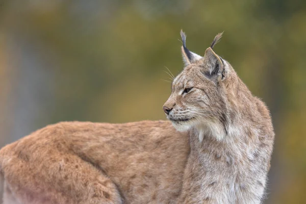 Az eurázsiai hiúz - Lynx hiúz - felnőtt állat, őszi színű növényzet — Stock Fotó