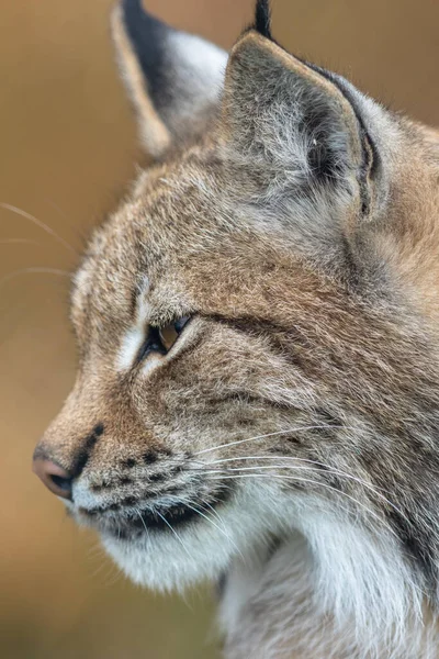 Avrasya vaşağı, Luchs vaşağı, yetişkin bir hayvanın portresini yakından çeker.
