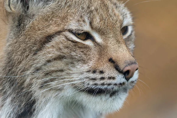 O lince eurasiano - Lynx lynx - close up retrato de animal adulto — Fotografia de Stock