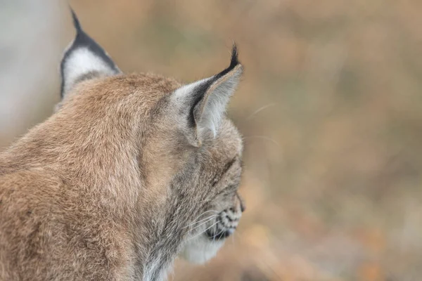 El lince eurasiático - lince lince - cuello de animal adulto y orejas —  Fotos de Stock