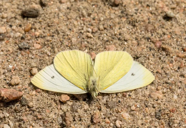 Piccola farfalla bianca - Pieris rapae - insetto maschio, vista da sotto — Foto Stock