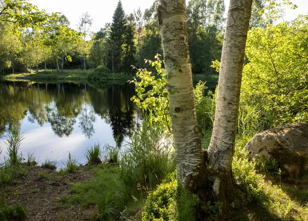 Two birch tree trunks in front of a beautiful pond with reflections in the water and green trees and bushes. Sun reflected in water. Birkenlund in Arendal, Norway — Stock Photo, Image