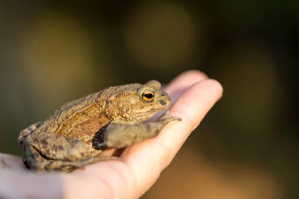 Κοινός ευρωπαϊκός βάτραχος - Bufo bufo - κρατείται στα χέρια — Φωτογραφία Αρχείου