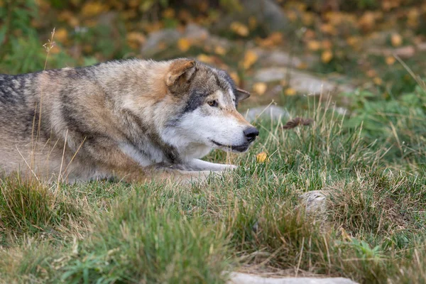 Šedý vlk - Canis lupus - ležící v trávě — Stock fotografie