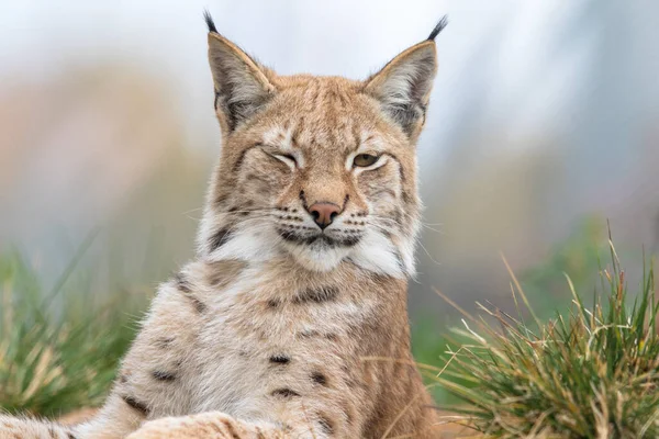 El lince eurasiático lince primer plano retrato de animal adulto con un ojo cerrado —  Fotos de Stock