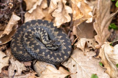 Avrupa engerek yılanı Vipera berus m - erkek engerek yaprak üzerinde dinleniyor