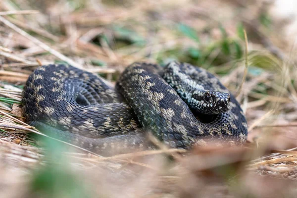 Comum europeu adder Vipera berus m- víbora masculina descansando na grama velha — Fotografia de Stock