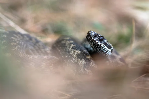 Gemensam europeisk blåsa Vipera berus m- hane huggorm vilar i gammalt gräs — Stockfoto