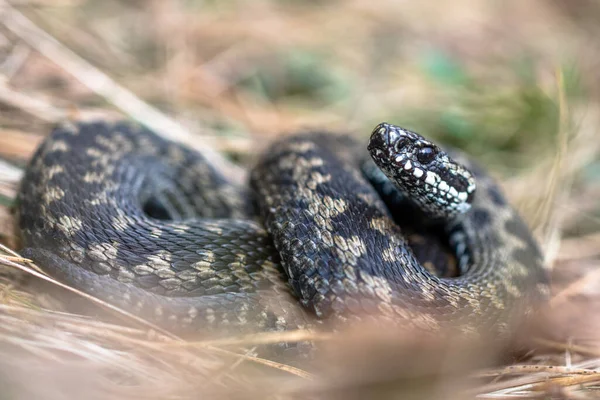 Společná evropská zmije Vipera berus m- mužská zmije odpočívající ve staré trávě — Stock fotografie