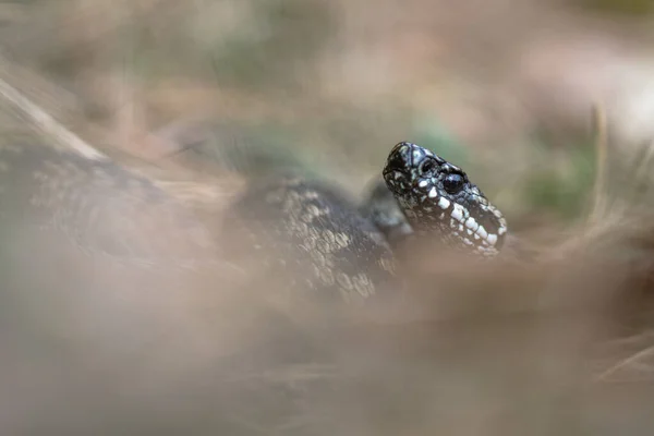 Společná evropská zmije Vipera berus m- mužská zmije odpočívající ve staré trávě — Stock fotografie