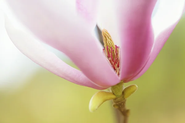 Yulan magnolia petal achtergrond — Stockfoto