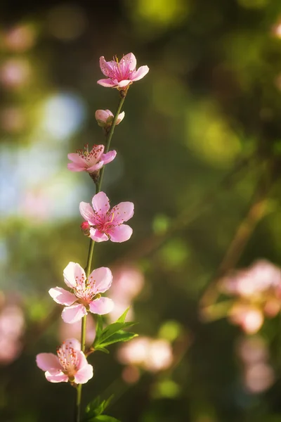 Fleurs de pruniers roses — Photo