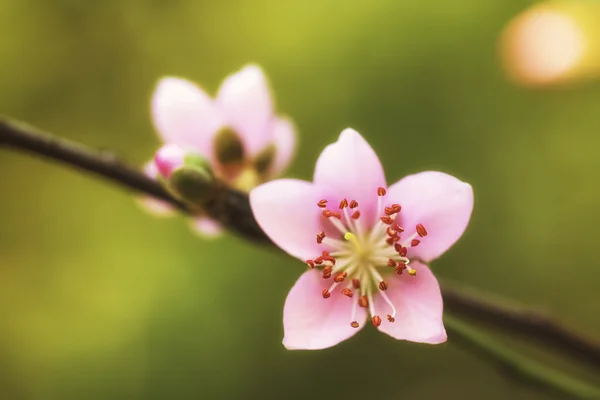 Celoobličejové růžové Švestkové květy — Stock fotografie