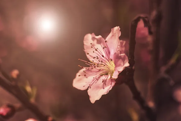 Flori de prune roz — Fotografie, imagine de stoc