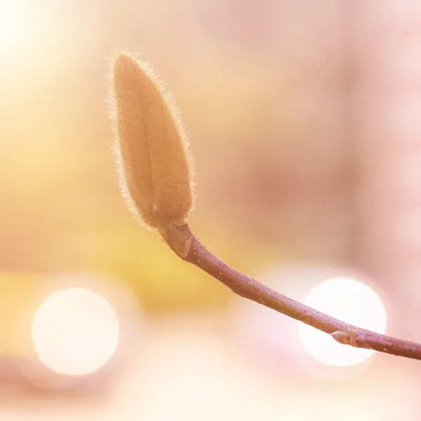 Closeup Magnolia Bud — Stock Photo, Image