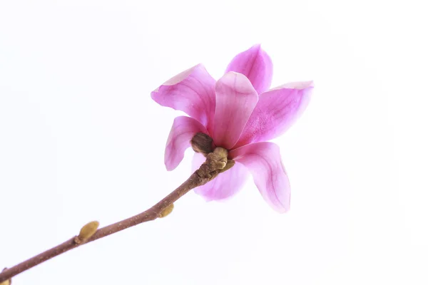 Closeup magnolia on white background — Stock Photo, Image