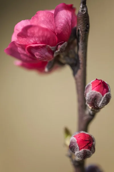 Red plum blossoms by classic beauty style — Stock Photo, Image
