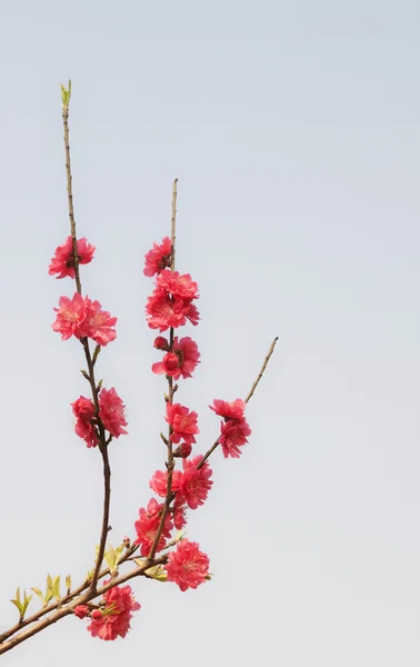 Red peach blossom — Stock Photo, Image