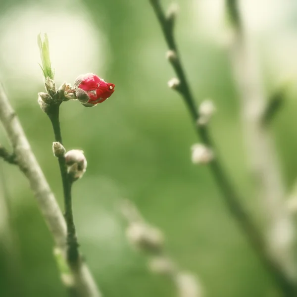 Eine Pfirsichblüte Blütenknospe — Stockfoto