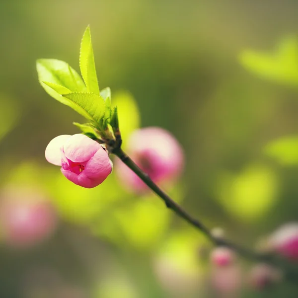 One peach blossom flower bud — Stock Photo, Image