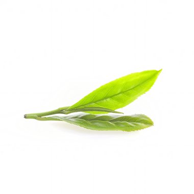 Close up fresh tea leaves on white background clipart