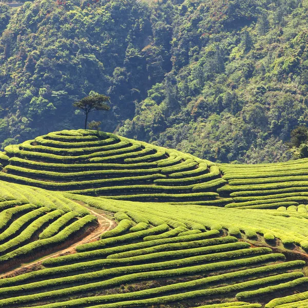 Tea Plantation — Stock Photo, Image