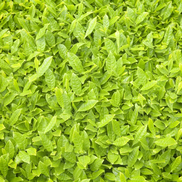 taze çay yaprak dokuları arka plan