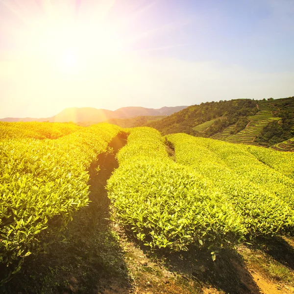 Teeplantage — Stockfoto