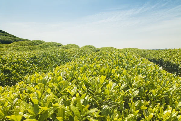 Herbata plantation — Zdjęcie stockowe