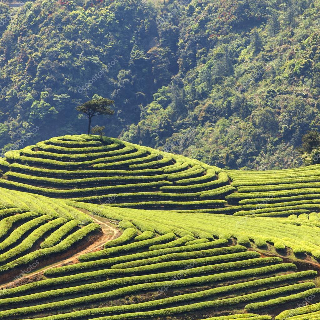 Tea Plantation Stock Photo by ©redstone 23940833