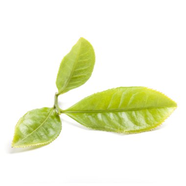 Green tea leaf isolated on white background clipart