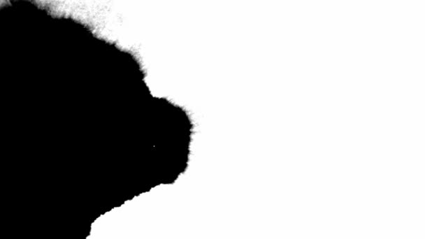 Черные чернила капли на белом фоне — стоковое видео