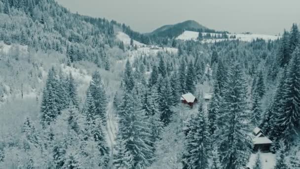 아름다운 겨울 풍경이었습니다. 날씨가 어둡고 변덕 스러운 눈덮인 소나무 숲 위로 움직 이는 드론. — 비디오