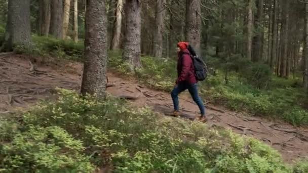 Randonneur marchant dans les bois verts. Jeune femme avec sac à dos trekking en forêt. — Video