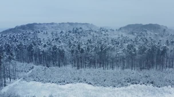 Drone footage snow covered trees, winter nature beautiful Europe aerial view pine forest, travel season white frozen nature — Stok video